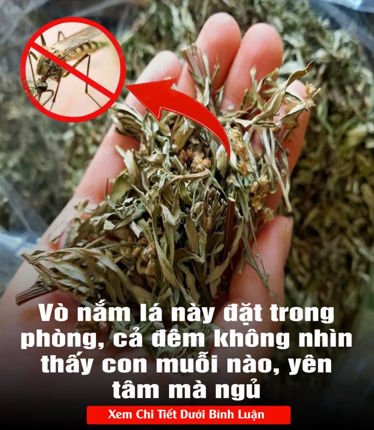 Vò nắm lá này đặt trong phòng, cả đêm không nhìn thấy con muỗi nào, yên tâm mà ngủ