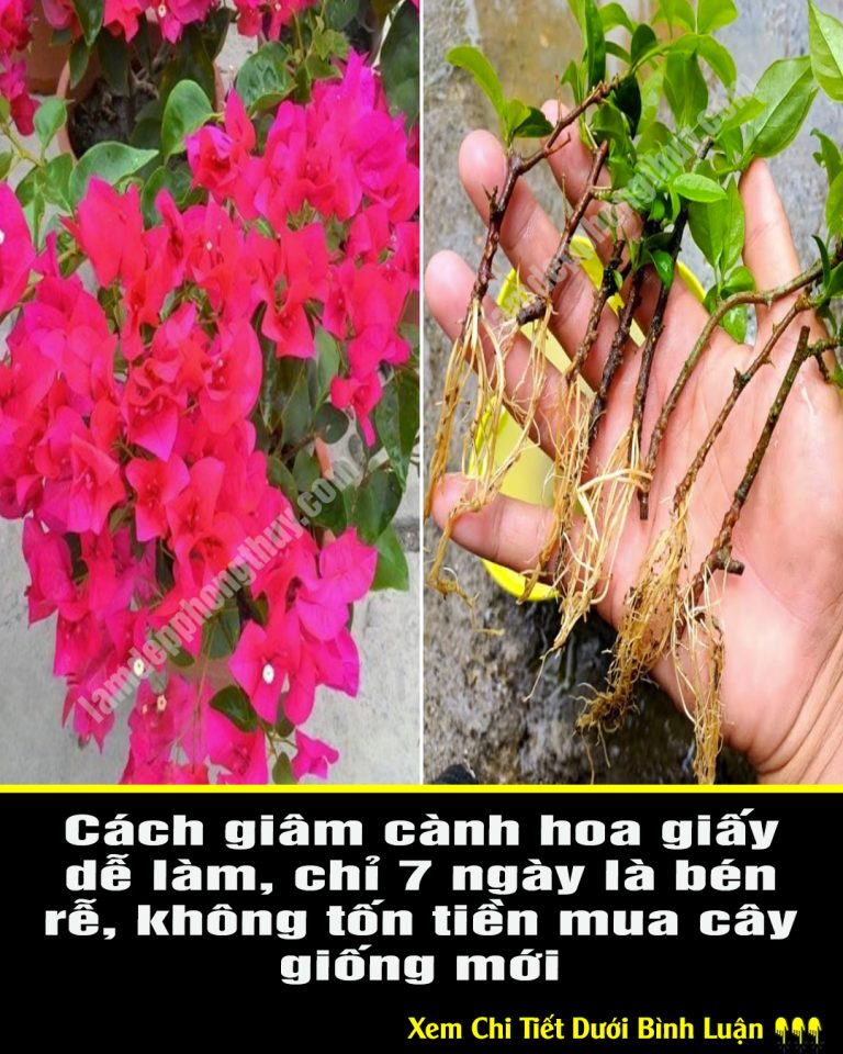 Cách giâm cành hoa giấy dễ làm, chỉ 7 ngày là bén rễ, không tốn tiền mua cây giống mới