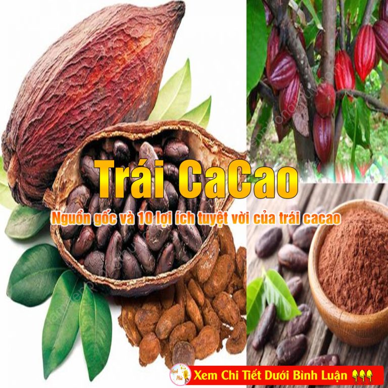 10 lợi ích tuyệt vời của trái cacao