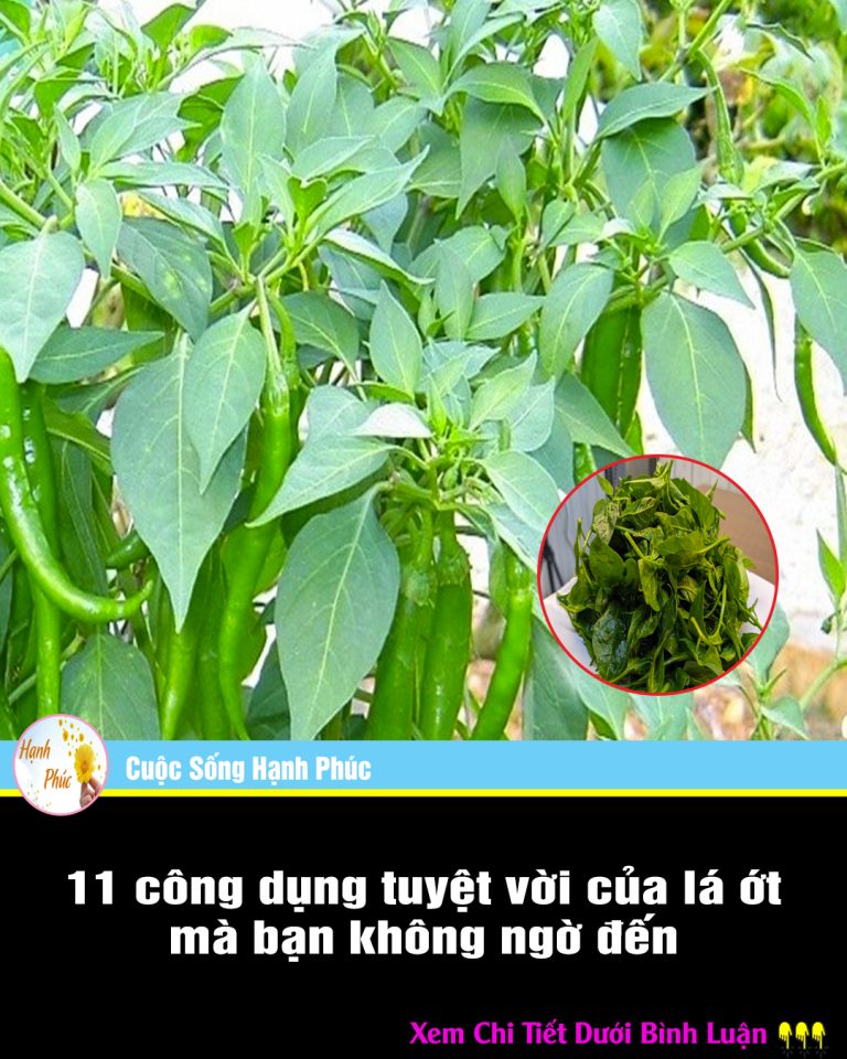 11 công dụng tuyệt vời của lá ớt mà bạn không ngờ đến