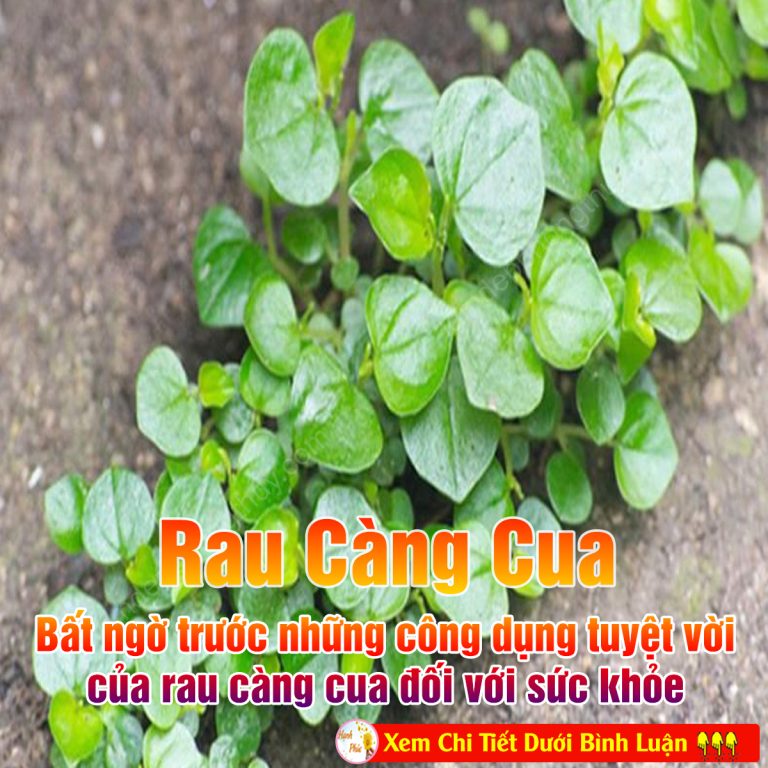 Bất ngờ trước những công dụng tuyệt vời của rau càng cua đối với sức khỏe