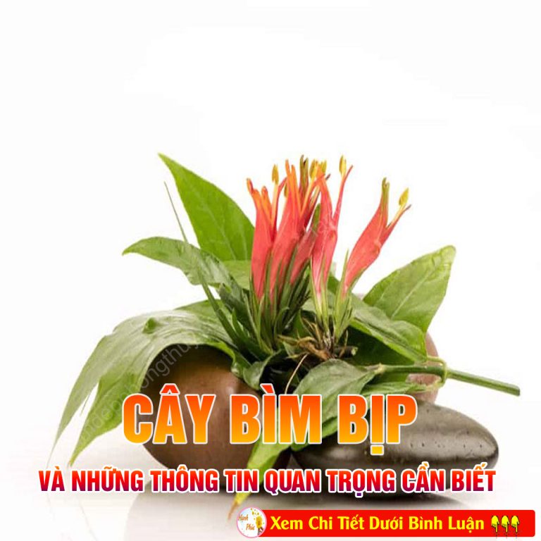 Thảo dược thiên nhiên mang tên “ bìm bịp”