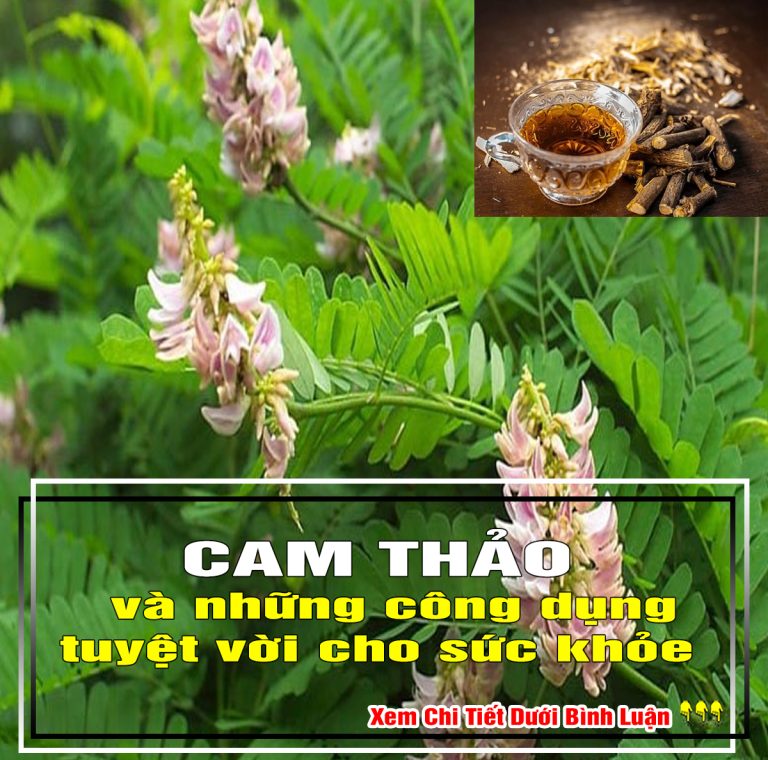 Cam thảo và những công dụng tuyệt vời cho sức khỏe