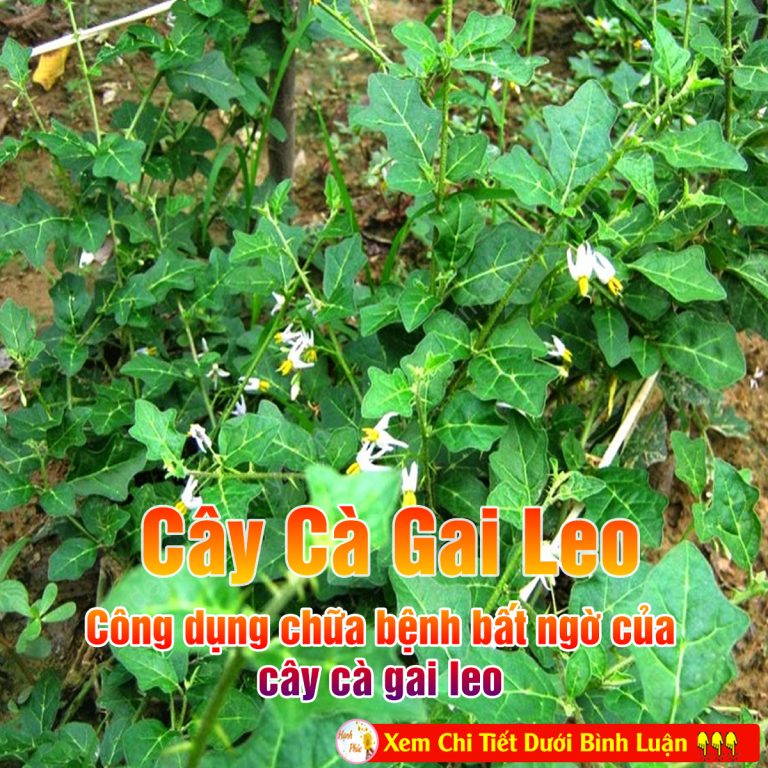 Công dụng chữa bệnh bất ngờ của cây cà gai leo