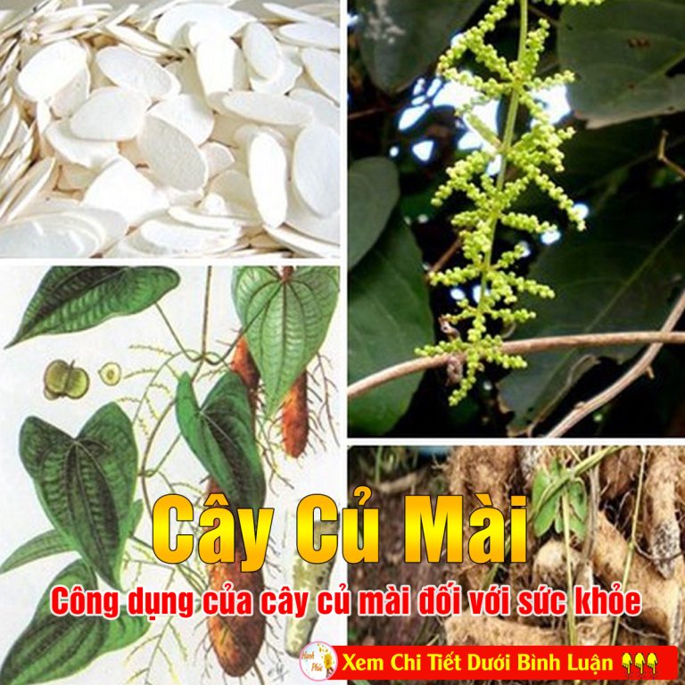 Cây củ mài có công dụng gì?