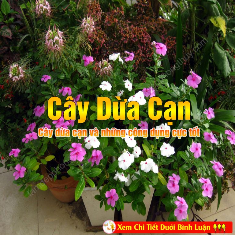 Cây dừa cạn và những công dụng cực tốt có thể bạn chưa biết