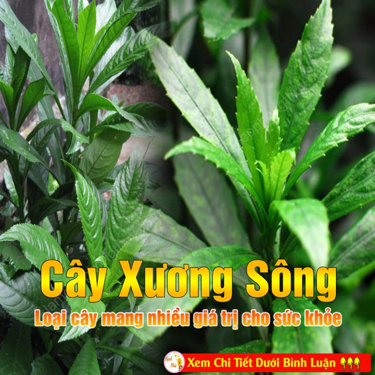 Cây xương sông và những tác dụng không ngờ