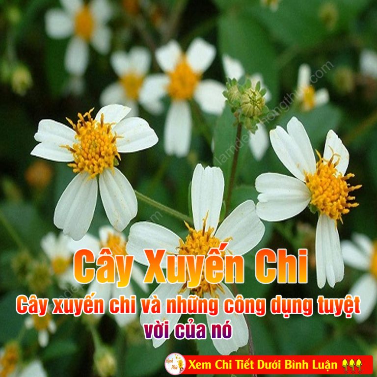 Cây xuyến chi và những công dụng tuyệt vời của nó