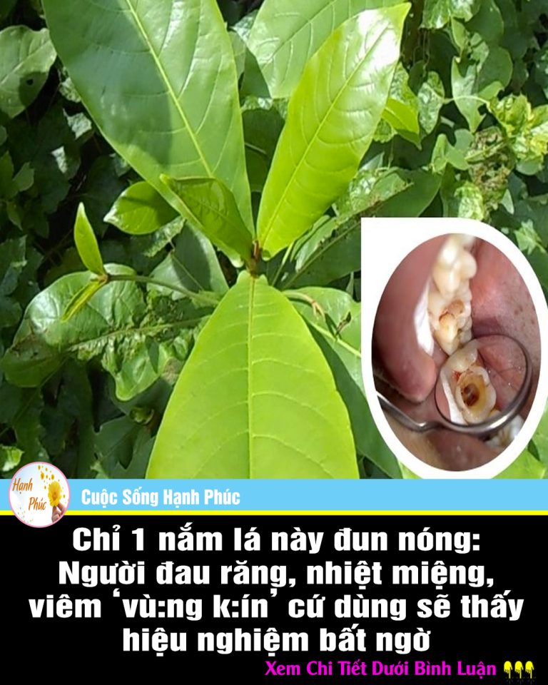 Chỉ 1 nắm lá này đun nóng: Người đau răng, nhiệt miệng, viêm ‘vù:ng k:ín’ cứ dùng sẽ thấy hiệu nghiệm bất ngờ