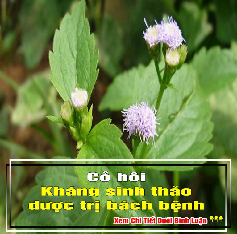 Cỏ hôi – Kháng sinh thảo dược trị bách bệnh