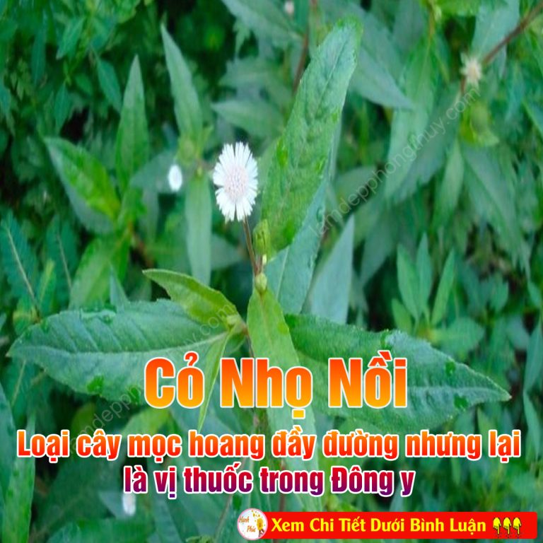 Cỏ nhọ nồi – loại cây mọc hoang đầy đường nhưng lại là vị thuốc trong Đông y