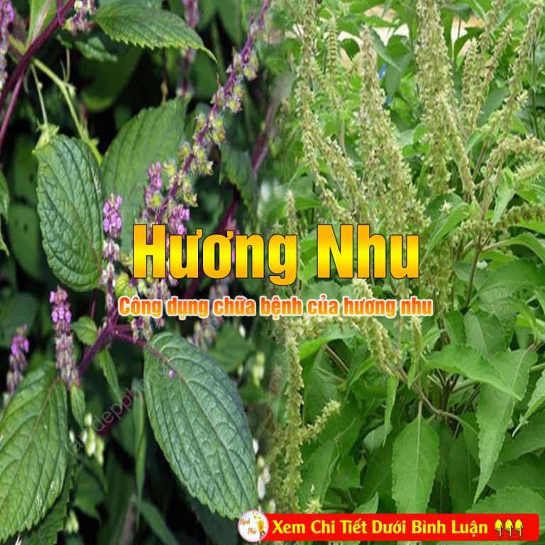 Công dụng chữa bệnh của hương nhu