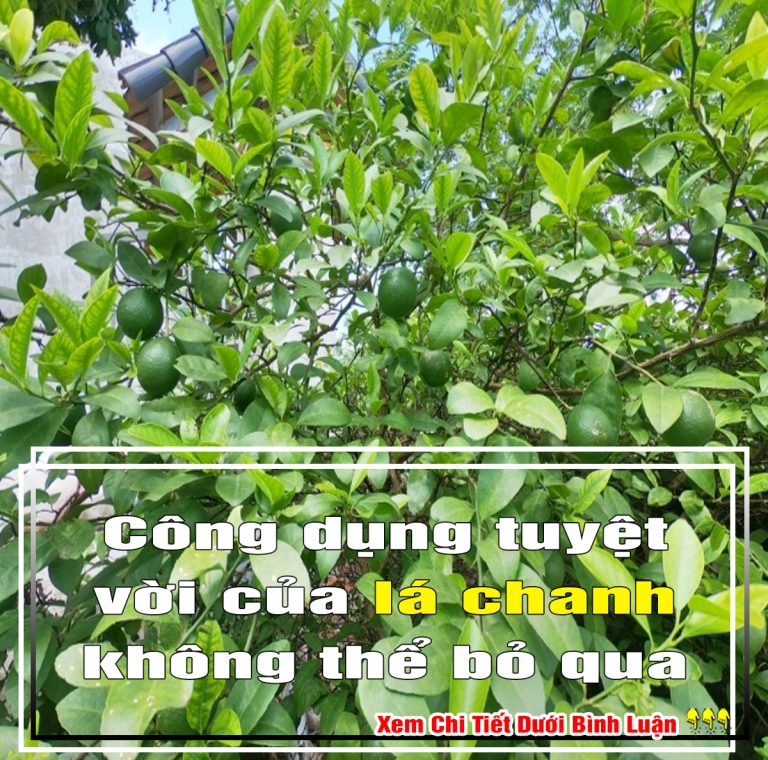 12 công dụng tuyệt vời của lá chanh không thể bỏ qua