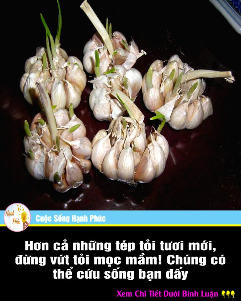 Hơn cả những tép tỏi tươi mới, đừng vứt tỏi mọc mầm! Chúng có thể cứu sống bạn đấy