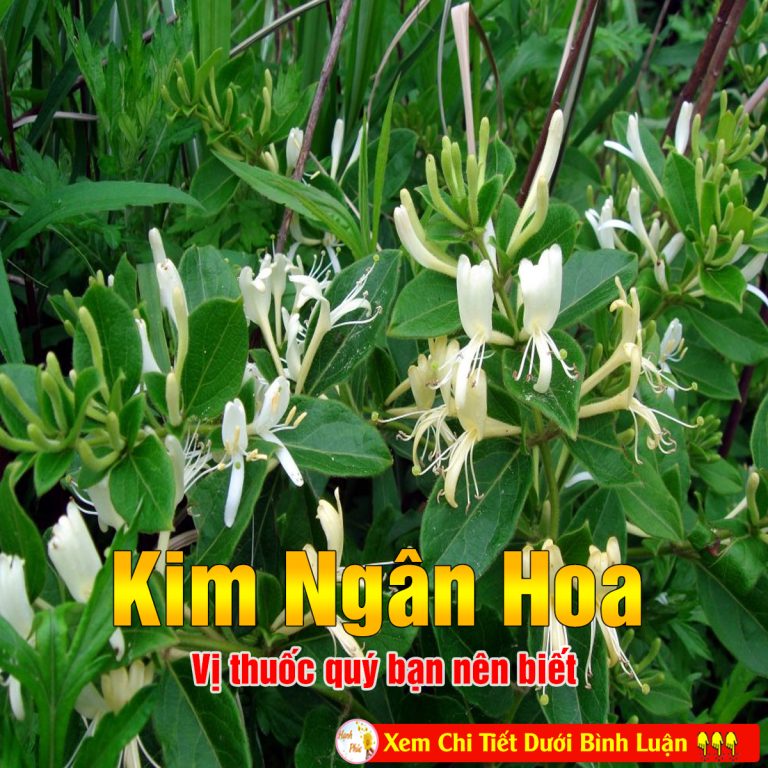 Kim ngân hoa – vị thuốc quý bạn nên biết