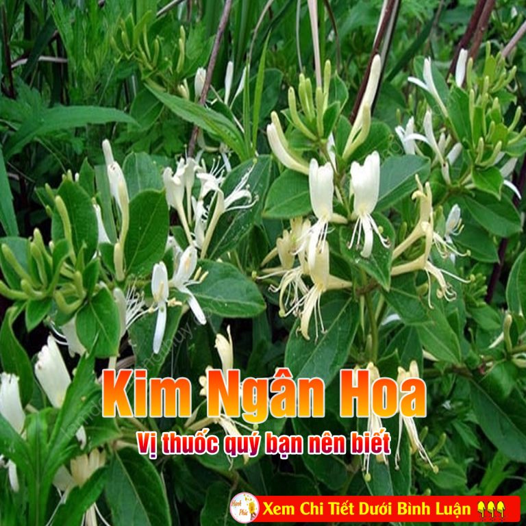 Kim ngân hoa – vị thuốc quý bạn nên biết