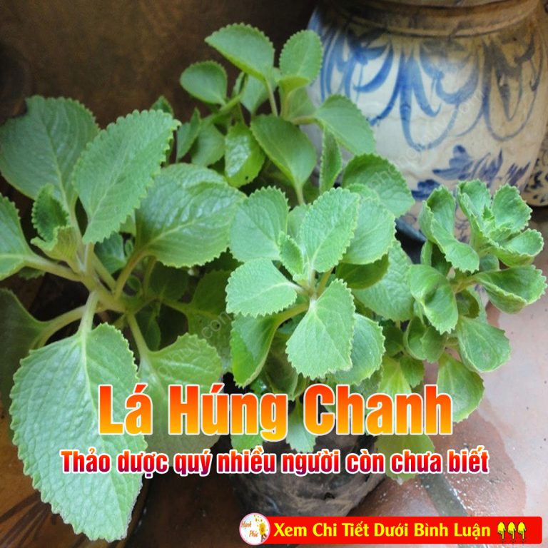 Lá húng chanh – thảo dược quý nhiều người còn chưa biết