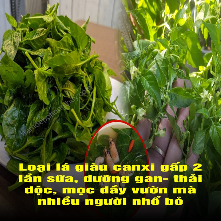 Loại lá giàu canxi gấp 2 lần sữa, dưỡng gan- thải độc, mọc đầy vườn mà nhiều người nhổ bỏ