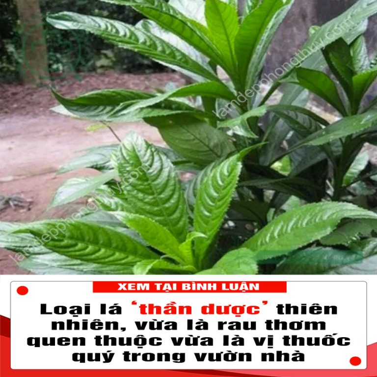 Loại lá ‘thần dược’ thiên nhiên, vừa là rau thơm quen thuộc vừa là vị thuốc quý trong vườn nhà