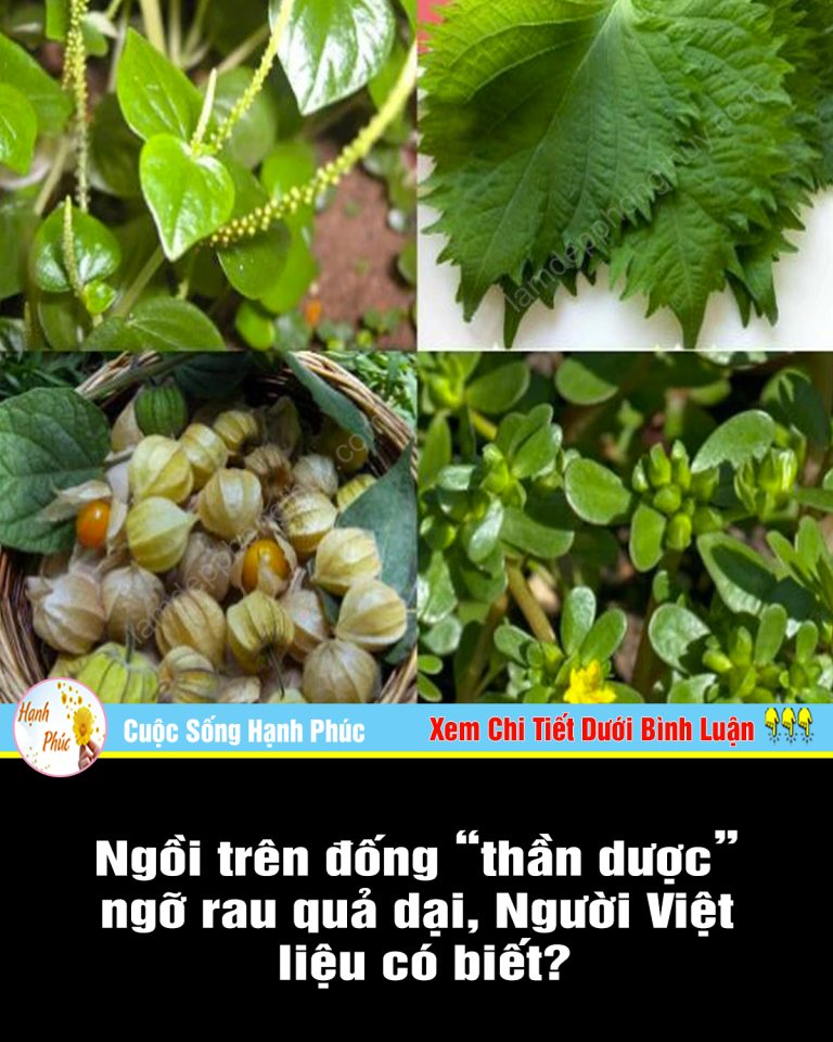 Ngồi trên đống “thần dược” ngỡ rau quả dại, Người Việt liệu có biết?