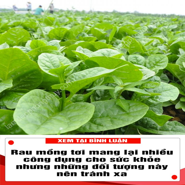 Rau mồng tơi không chỉ giúp giải nhiệt mà còn nhiều công dụng quý với sức khỏe