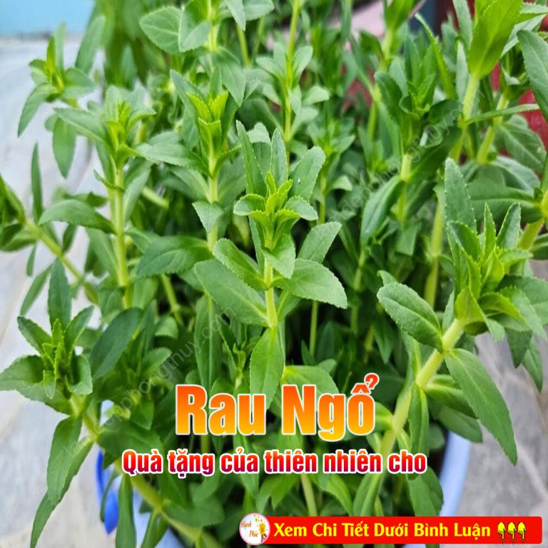 Rau ngổ – quà tặng của thiên nhiên cho 