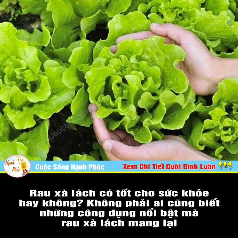 Rau xà lách có tốt cho sức khỏe hay không? Không phải ai cũng biết những công dụng nổi bật mà rau xà lách mang lại