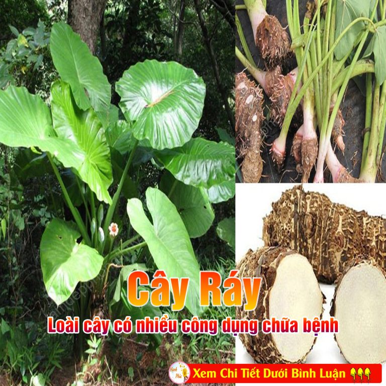 Ráy: Loài cây có nhiều công dụng chữa bệnh