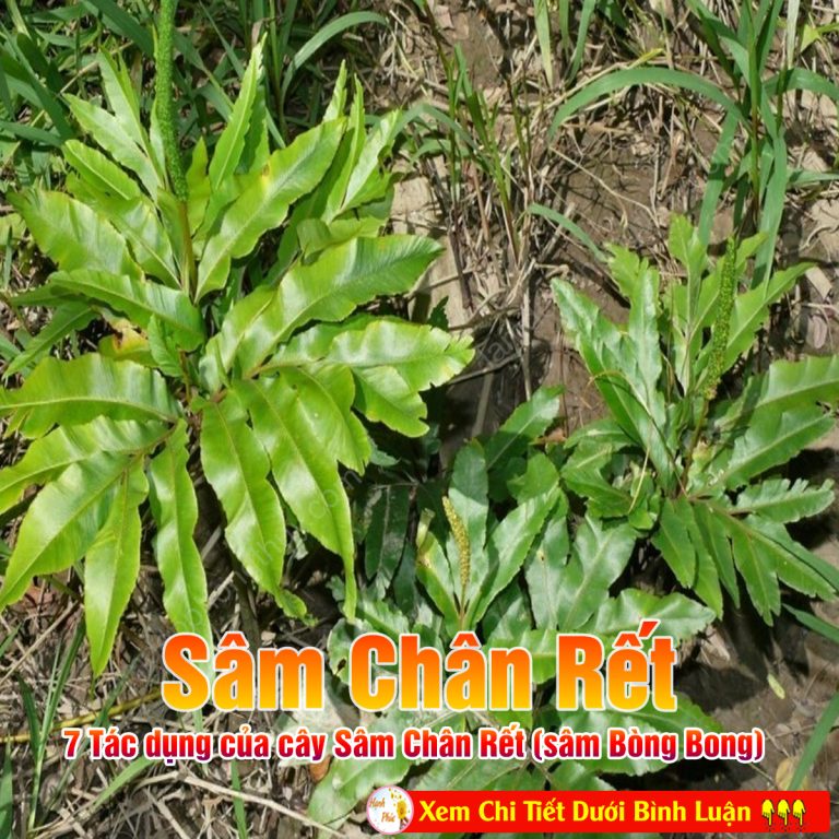 7 Tác dụng của cây Sâm Chân Rết (sâm Bòng Bong)