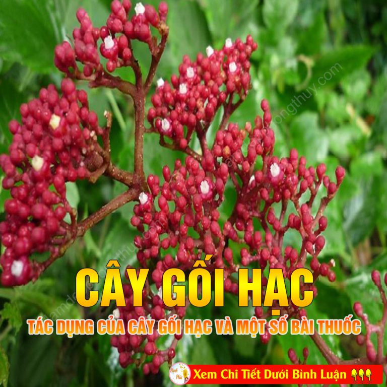 Gối hạc: Dược liệu dành cho phụ nữ và người cao tuổi