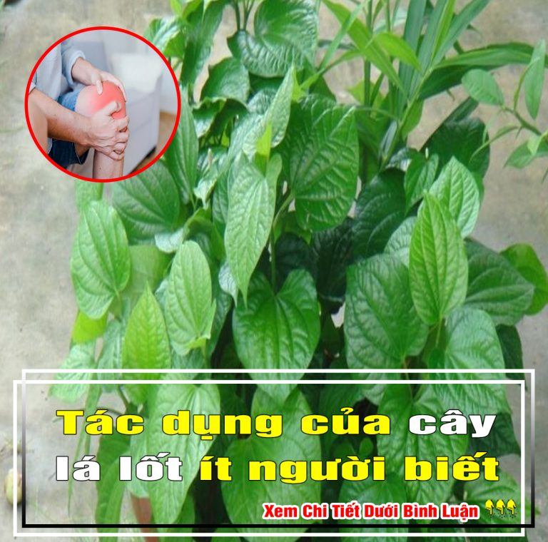 Tác dụng của cây lá lốt ít người biết