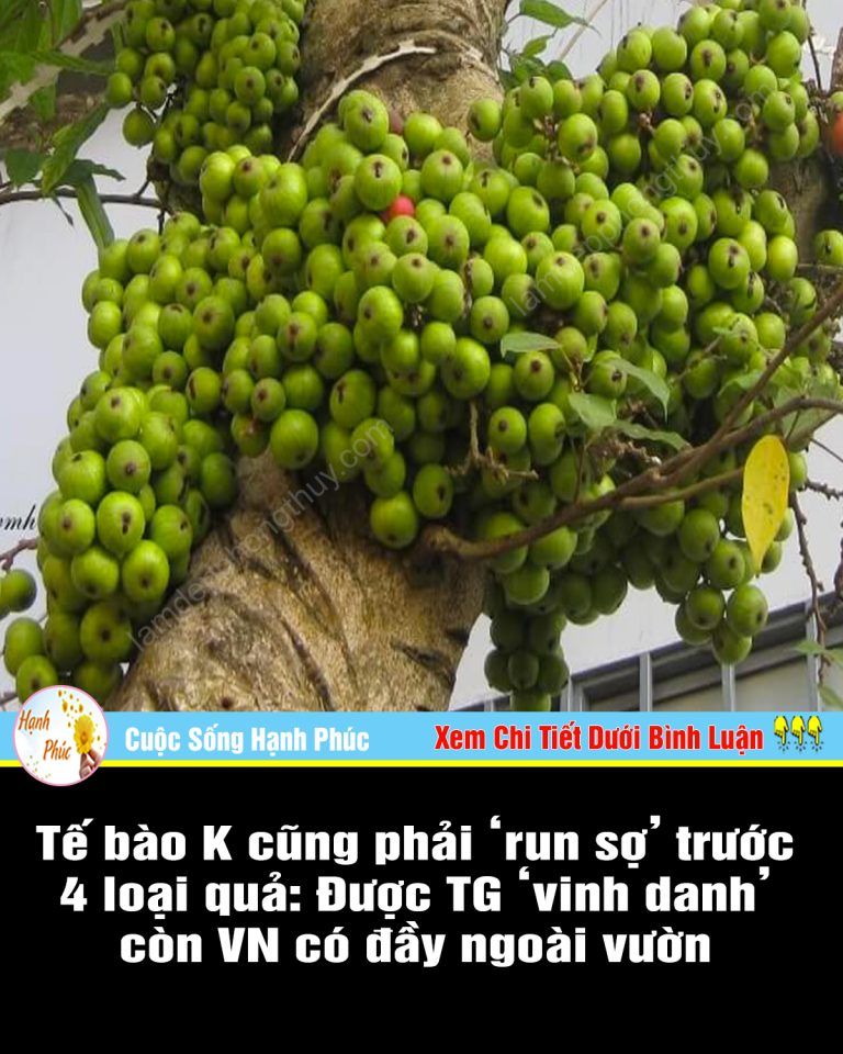 Tế bào K cũng phải ‘run sợ’ trước 4 loại quả: Được TG ‘vinh danh’ còn VN có đầy ngoài vườn