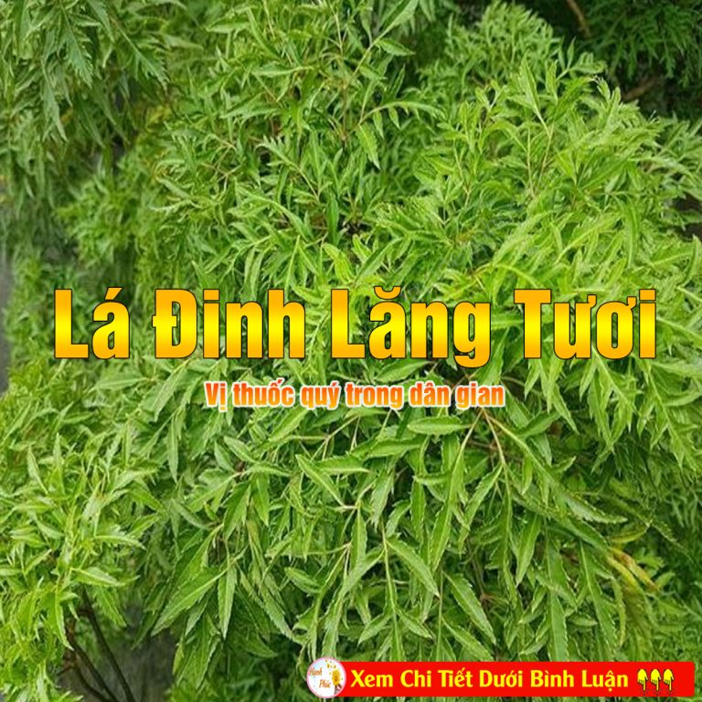 Tác dụng của lá đinh lăng tươi