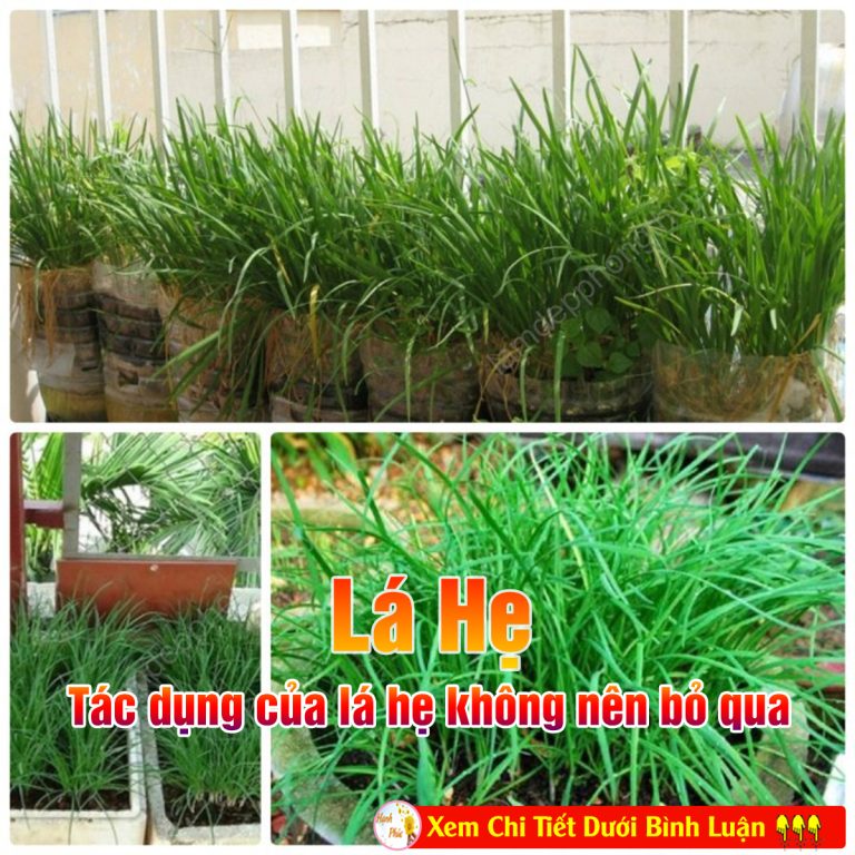 11 lợi ích không ngờ của lá hẹ đối với sức khỏe!