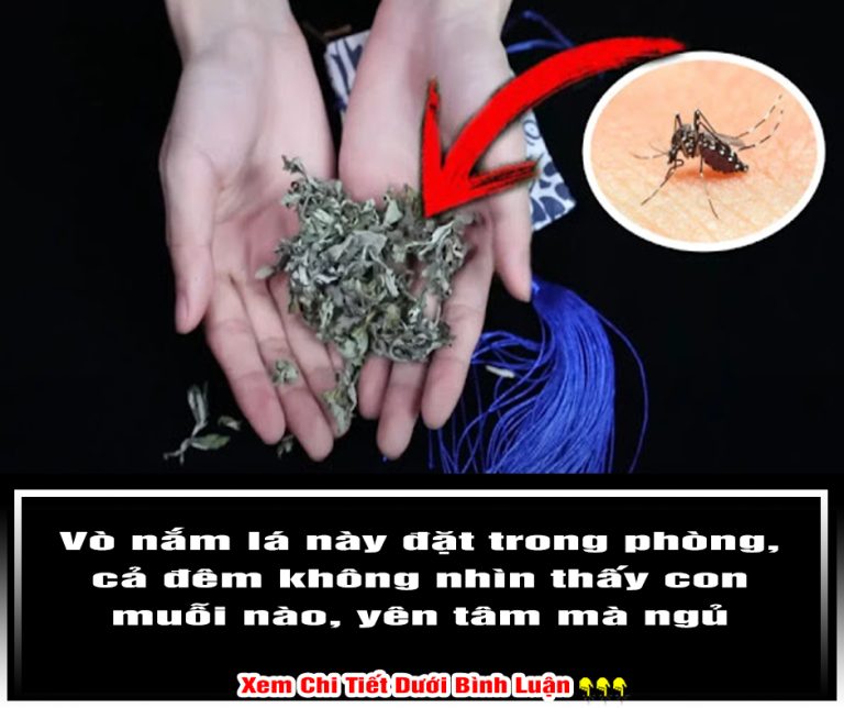 Vò nắm lá này đặt trong phòng, cả đêm không nhìn thấy con muỗi nào, yên tâm mà ngủ