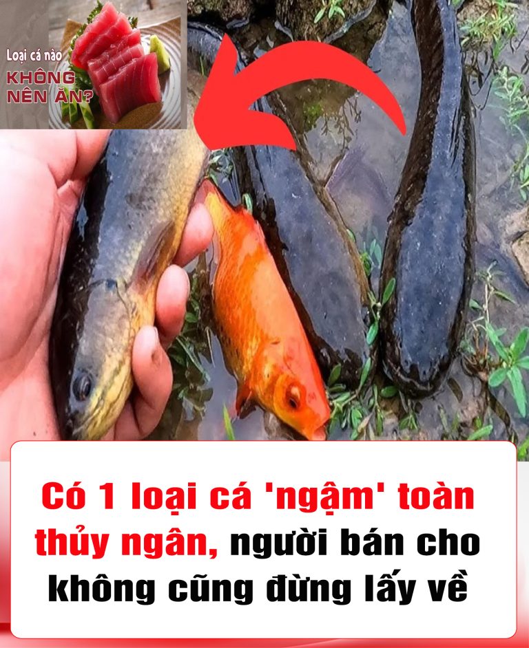 Có 1 loại cá ‘ngậm’ toàn thủy ngân, người bán cho không cũng đừng lấy về