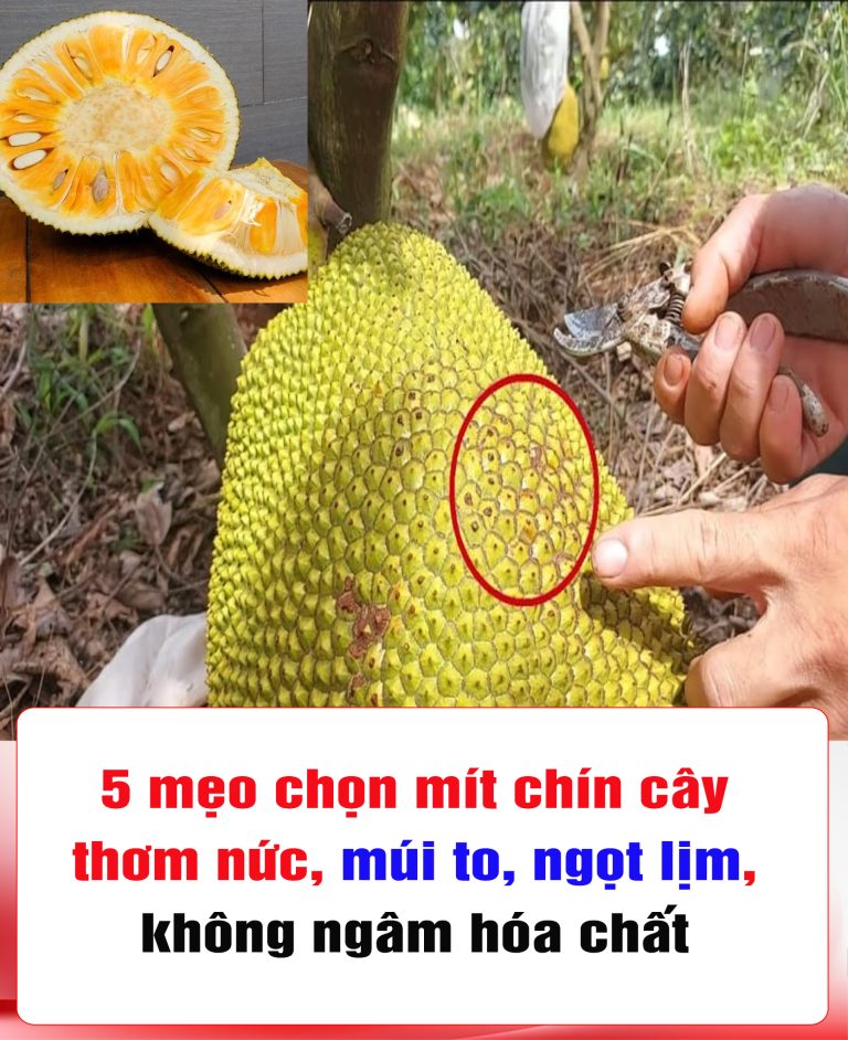 5 mẹo chọn mít chín cây thơm nức, múi to, ngọt lịm, không ngâm hóa chất