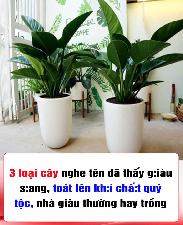 3 loại cây nghe tên đã thấy giàu sang, toát lên khí chất quý tộc, nhà giàu thường hay trồng