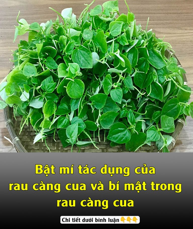 Loại rau dại mọc khắp nơi, giàu canxi và sắt hơn sữa ăn ngon miệng lại trị bệnh, nhổ ngay về dùng kẻo phí