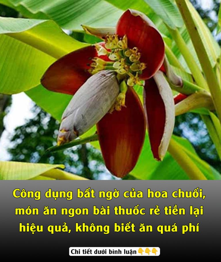 Công dụng bất ngờ của hoa chuối, món ăn ngon bài thuốc rẻ tiền lại hiệu quả, không biết ăn quá phí