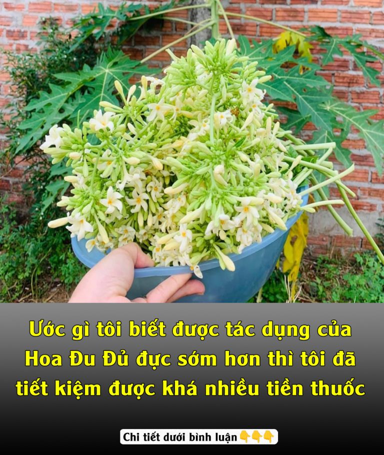 Ước gì tôi biết được tác dụng của hoa đu đủ đực sớm hơn thì tôi đã tiết kiệm được rất nhiều tiền thuốc