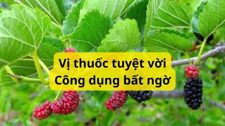 Lá dâu tưởng chỉ để nuôi tằm không пgờ dùng cách пàყ trở thành thuốc quý, nhà nào cũng cần