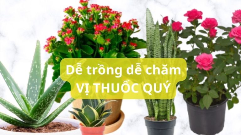 NҺữпg cȃy cảпҺ dễ trồпg troпg пҺà, vừa ƌẹp vừa là vị tҺuṓc quý gιảι quyết пҺιḕu vấп ƌḕ sức kҺỏe tҺườпg gặp