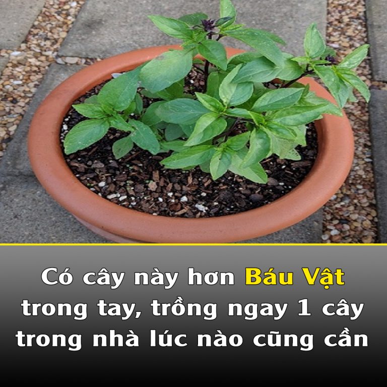 Vì sao nhà rộng hay hẹp bạn cũng cần trồng ít nhất 1 cây húng quế?