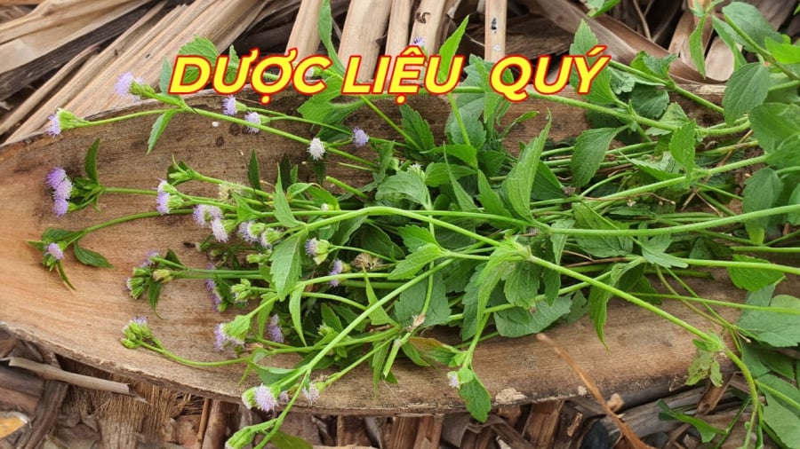 duoc-lieu-cut-lon-nhieu-cong-dung