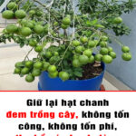 Giữ lại hạt chanh đem trồng cây, không tốn công, không tốn phí, tha hồ có chanh dùng