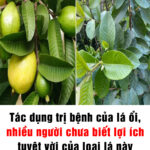 Tác dụng trị bệnh của lá ổi, nhiều người chưa biết lợi ích tuyệt vời của loại lá này