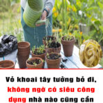 Vỏ khoai tây tưởng bỏ đi, không ngờ có siêu công dụng nhà nào cũng cần