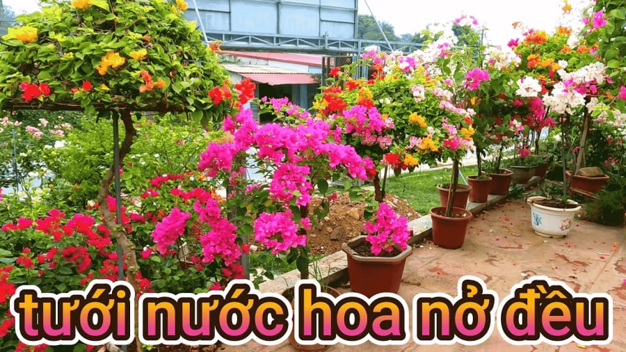 Chăm sóc hoa giấy nở đều