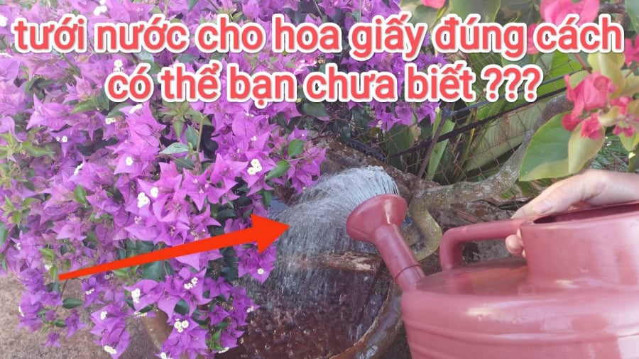 Pha một ít mật ong vào nước tưới hoa giấy